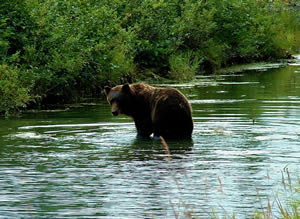 Stealthy Brown Bear Works Along a  Backwater Section