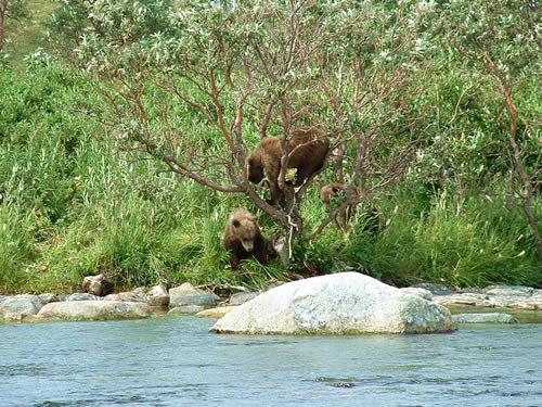 3 Brown Bear Cubs Play in a Willow Tree - ALASKA RAFT CONNECTION