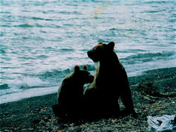 Lakeshore Coastal Brown Bear with cub - ALASKA RAFT CONNECTION