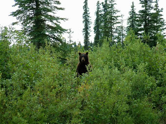 Sneaky Brown Bear stands up checking us over - ALASKA RAFT CONNECTION