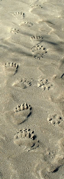 Grizzly & Wolf Tracks - ALASKA RAFT CONNECTION