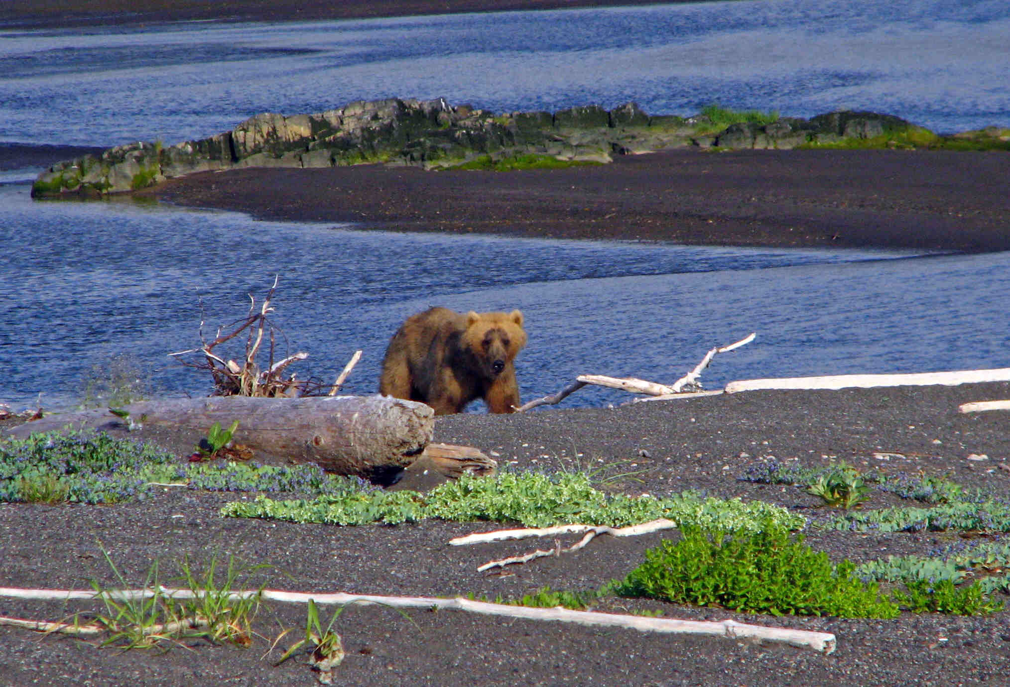 Coastal Brown Bear - Aniakchak Bay - ALASKA RAFT CONNECTION