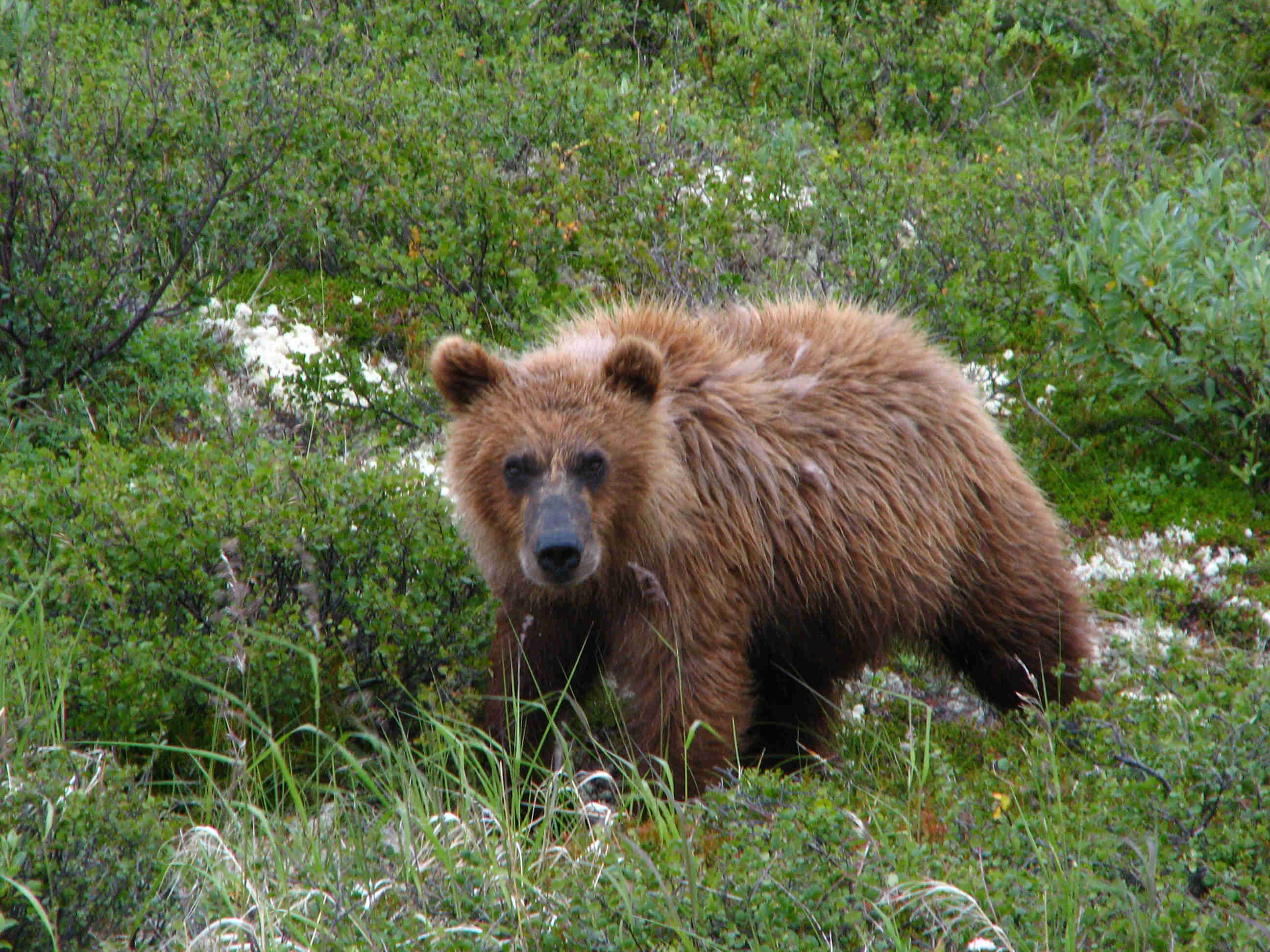 Curious yearling Brown Bear Cub - ALASKA RAFT CONNECTION
