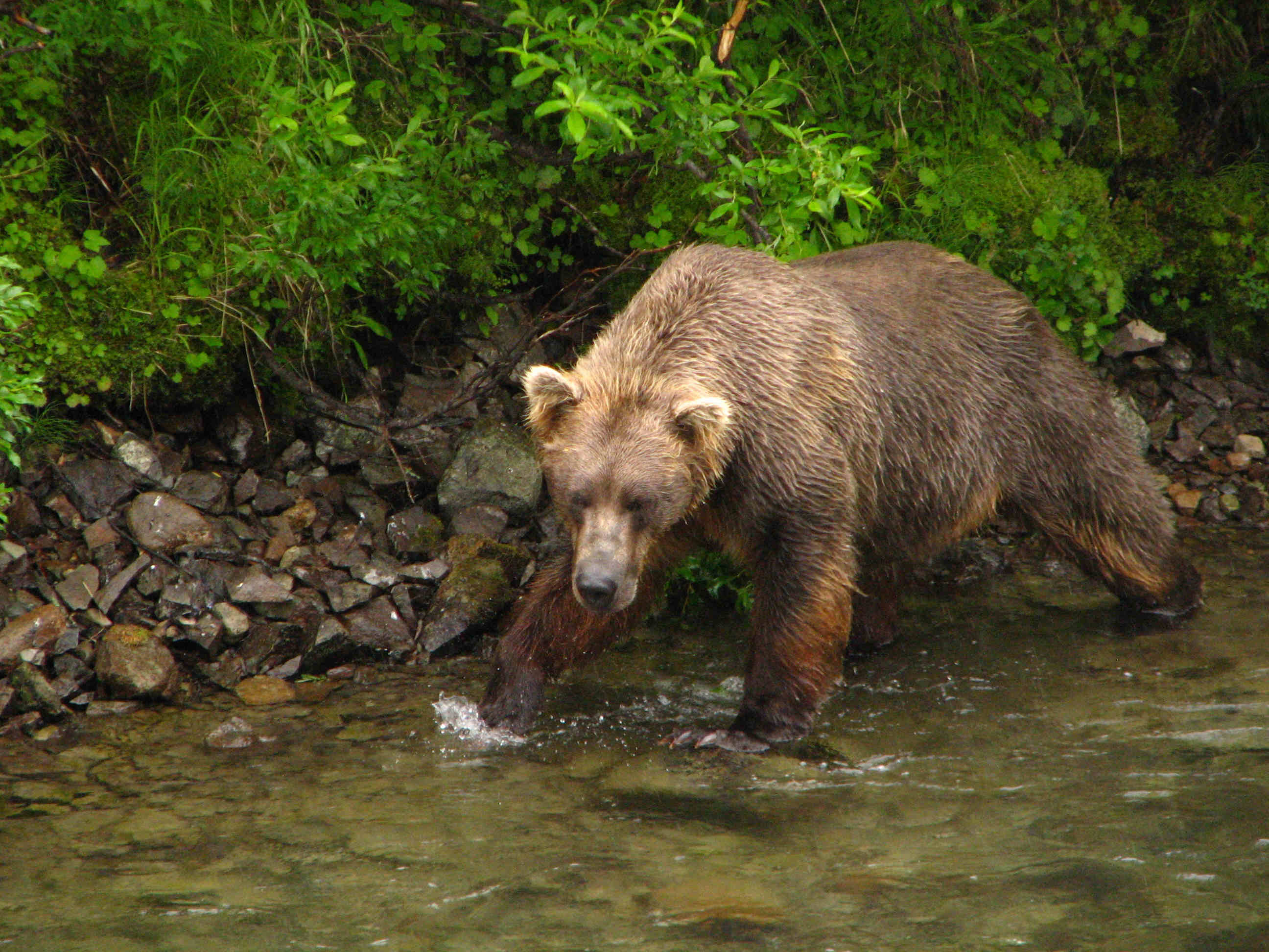 Brown Bear Fishing Sockeye Red Salmon - American Creek - Katmai National Park - ALASKA RAFT CONNECTION
