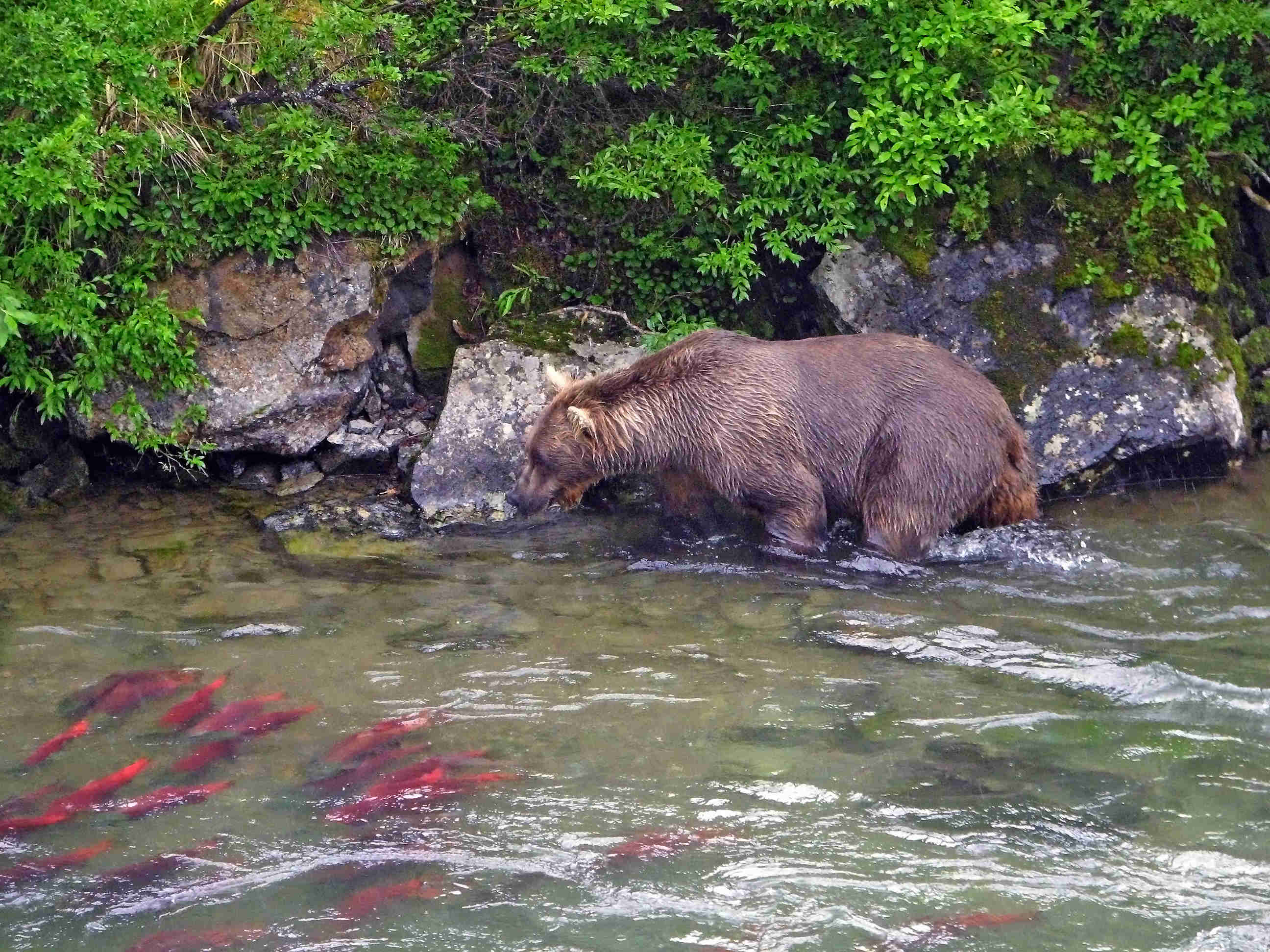 Brown Bear Fishing Sockey Red Salmon - American Creek - ALASKA RAFT CONNECTION