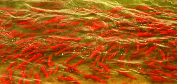 Swarming Spawning Sockeye Red Salmon - ALASKA RAFT CONNECTION