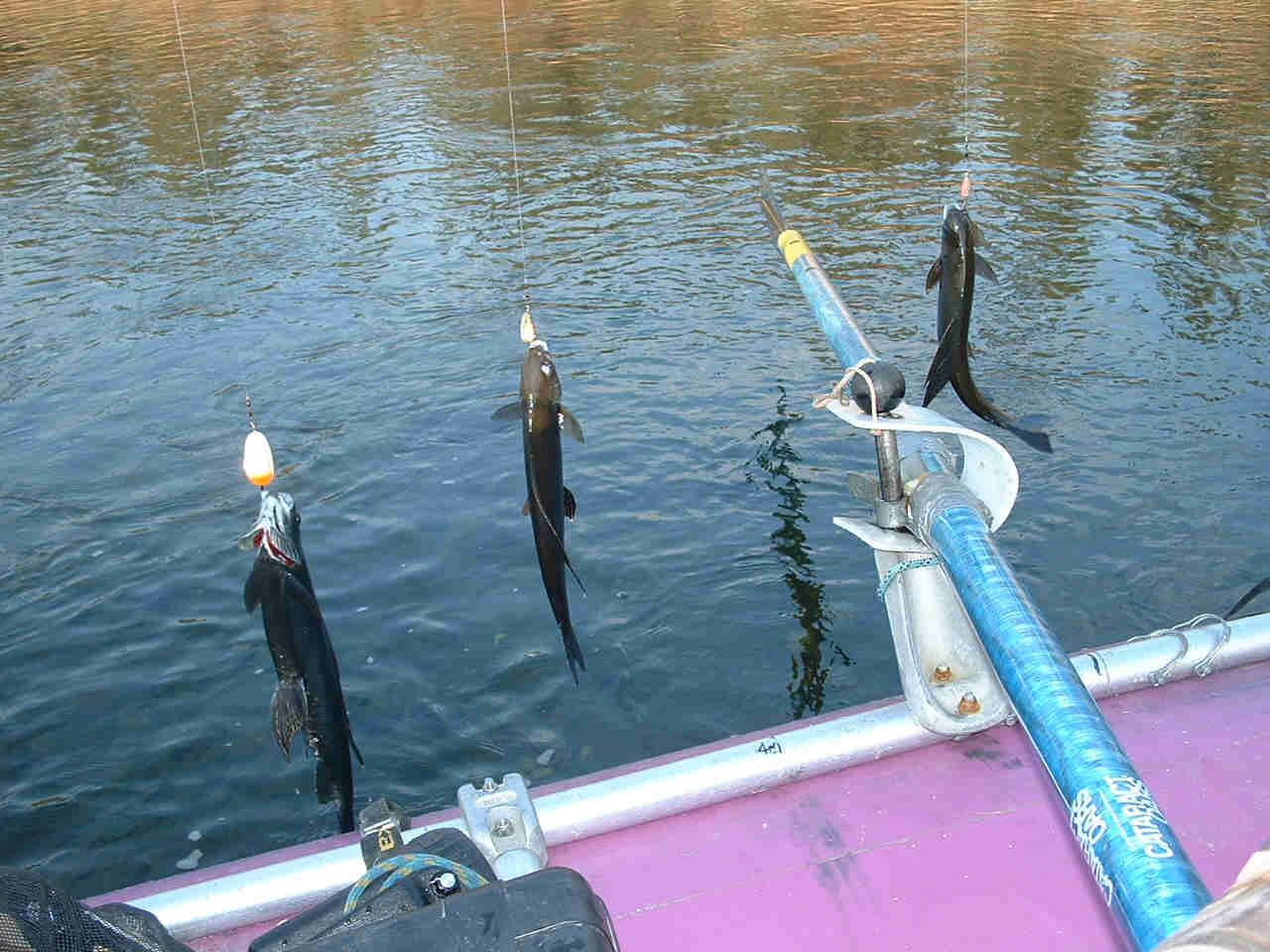 Grayling Held on High - Nice one for shore lunch - ALASKA RAFT CONNECTION